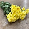 CHR.GUL BALTICA YELLOW