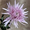 CHR.1PT CIPRIA PINK