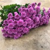 SANTINI LAVENDEL MILLER