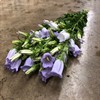 CAMPANULA SNITT LAVENDEL