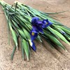 IRIS HONG KONG