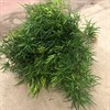 ASPARAGUS SNITT FALCATUS 1x50 60 CM