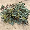 POPPEL BLOM NATUR