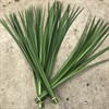 TYPHA BLAD BUNT