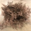 ASPARAGUS PLUMOSUS BRONZE 1X25