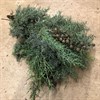 CONIFEREN CYPRESSUS KNOL 500 GR