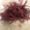 ASPARAGUS SNITT PLUMOSUS BORDEAUX  60 CM 1X25