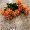 PROTEA NUTAN ORANGE