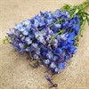 DELPHINIUM BLÅ BELLA DONNA 60 CM