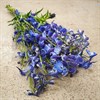 DELPHINIUM BELLA DONNA