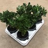 ADENIUM 12 CM OBESUM 1X6