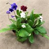 STREPTOCARPUS 12 CM 1X8