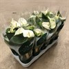 ANTHURIUM 12 CM COCOS VIT 1X10
