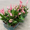 ANTHURIUM  9 CM LILLI 1X10