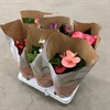 ANTHURIUM 12 CM MIX