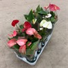 ANTHURIUM 12 CM MIX 1X10