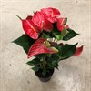 ANTHURIUM 14 CM RED CHAMPION 1X8