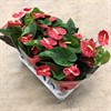 ANTHURIUM 12 CM QUERIDA ROYAL RÖD 1X10