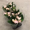 ANTHURIUM 12 CM JOLI PEACH 1X10