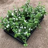 BACOPA 11 CM VIT MÅLSTA 1x8