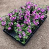 BACOPA 12 CM ROSA MÅLSTA 1x8
