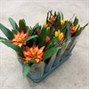 BROMELIA 12 CM MIX ORANGE 1X10