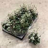CRASSULA 6 CM ROSULARIS 1X14