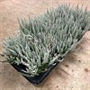 CALLUNA 12 CM FLUFFY GRÅ 1X8