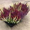 CALLUNA 12 CM BEAUTY LADIES TRIO 1X8