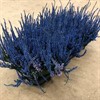 CALLUNA 12 CM FÄRGAD BLÅ 1X8