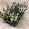 CALLUNA 12 CM COCO/ZALINA 1X8