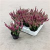 CALLUNA  6 CM MINI RÖD 1X12