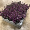 CALLUNA  6 CM MINI LILA 1X12