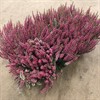 CALLUNA 12 CM BEAUTY LADIES RÖD 1X8