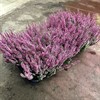 CALLUNA 12 CM BEAUTY LADIES ROSA 1X8