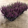 CALLUNA 12 CM BEAUTY LADIES LILA 1X8