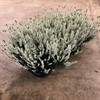 CALLUNA 12 CM BEAUTY LADIES VITA 1X8