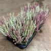 CALLUNA 11 CM BEAUTY LADIES TWIN 1X10