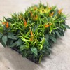 CAPSICUM 10,5 CM MIX 1X12