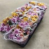 CHRYSANTHEMUM 12 CM CARNAVAL 1X10