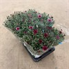 CHRYSANTHEMUM 15 CM X-BOLL 1x6