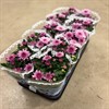 CHRYSANTHEMUM 12 CM ROSA  1X10