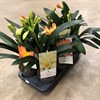 CLIVIA 13 CM MIX 1X8