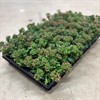 CRASSULA 9 CM SCHMIDTII