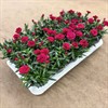 DIANTHUS 10,5 CM OSCAR CHERRY 1X15