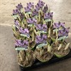 CROCUS  8 CM LILAVIT FRILLESÅS 1X18