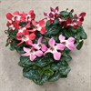 CYKLAMEN 12 CM DIJX  1X8