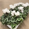 CYKLAMEN 10.5 CM  VITA 1X8