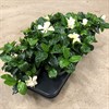GARDENIA 13 CM JASMINOIDES 1X6