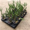 FRITILLARIA 9 CM MELEAGRIS 1X20